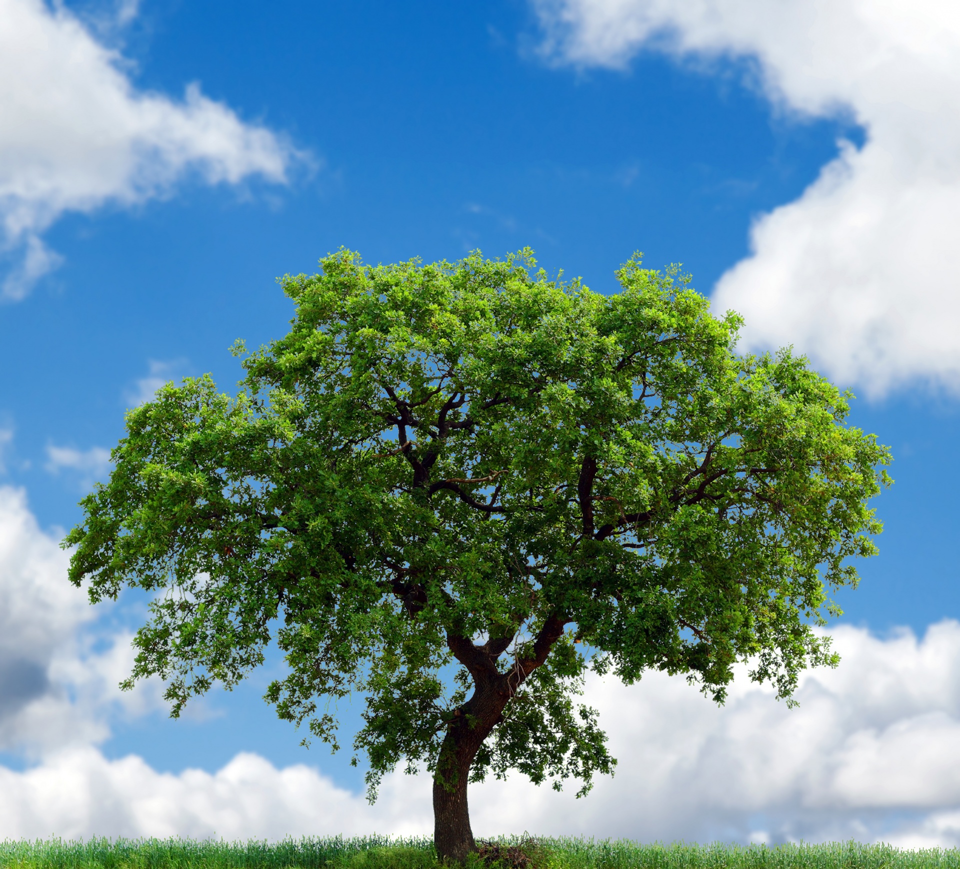 Tree image